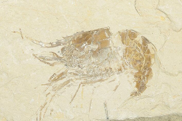 Cretaceous Fossil Shrimp - Lebanon - Photo 1
